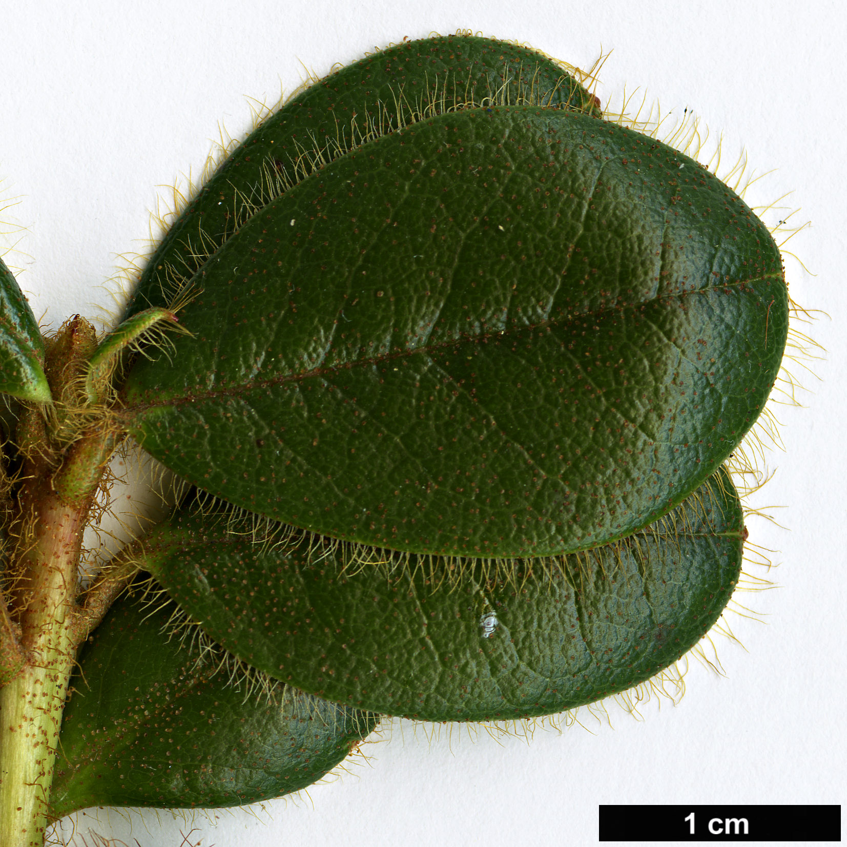 High resolution image: Family: Ericaceae - Genus: Rhododendron - Taxon: oblongilobatum